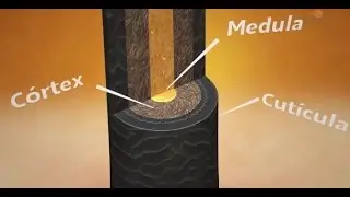 Exame Toxicol&oacute;gico - Como Funciona