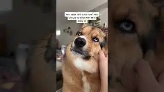 You should see him as a puppy 🥹