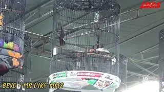 MERAH PUTIH CUP III SECABA JEMBER, MURAI BATU BEJO - MR VIKY MMS BANYUWANGI JUARA 1 TIKET UTAMA!!