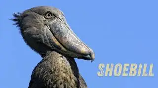 Shoebill: Nature&rsquo;s dinosaur-like bird with a killer stare! Shoebill stork sound!