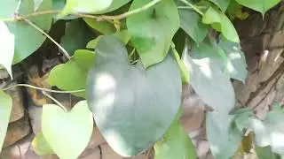 वराहीकन्द की सब्जी खाई है कभी ? Dioscorea Bulbifera/ Varahikand Yam / Air Potato/ seeds 9576382000