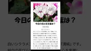 #花#花言葉#お花のある生活「今日の花と花言葉は？１分で簡単解説 １月１４日」