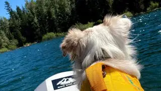 MINI AUSSIE PADDLE BOARDING | Lake Kachess