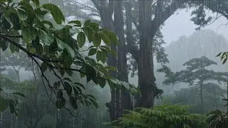 Sleep Therapy with the Sound of Heavy Rain in a Foggy Forest | Relax and Deep Sleep Rain Sounds