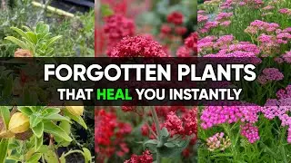 10 Forgotten Medicinal Plants with Powerful Healing Traditions