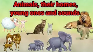Animals, their homes, young ones and sounds for nursery to class 1