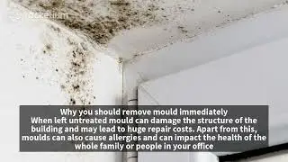 Best Mould Remediation in Brisbane and Sunshine Coast