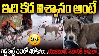 Heartbreaking Video: యజమాని కోసం చావడానికి కూడా సిద్ధమైంది.. | Himachal Dog ViralVideo Telugu | VW