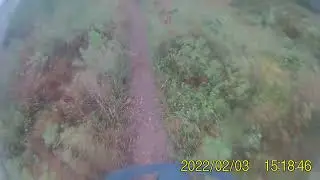 Slippery roots in the forest | 1