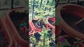 Table roses, propagation, blooms,  with Boston ferns