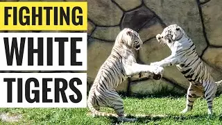 White tigers fighting - Vinpearl Land Vietnam - Bengal tiger couple playing love games