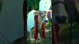 Holy cow #funny #meme