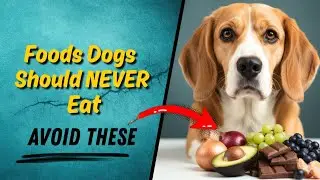 10 Foods That Are TOXIC to Dogs (Never Feed These)