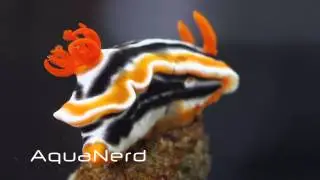 Dance of the Sexy Shrimp
