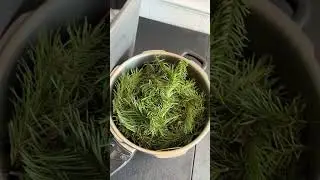 Distilling Fir Needles