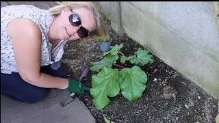 Planting &ldquo;Poached Egg Flowers&rdquo;. (Limnanthes douglasii).