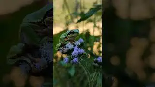 A small green tree frog hops onto a flower stem. #shortvideo