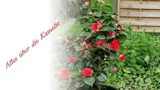 Alles über die Kamelie