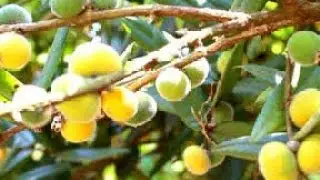 SER&Aacute; QUE DESTA VEZ A FRUTIFERA CABELUDINHA PRODUZIL.