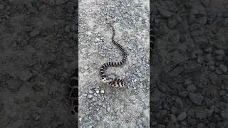 Baby Massasauga Rattlesnake. I make a new friend everyday. #bff #actorslife #snake #reels #nature