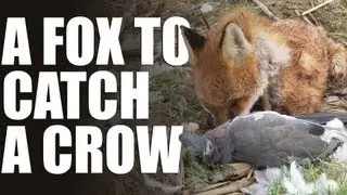 Decoying crows with a fox