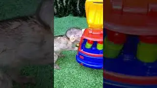 Baby monkey loves apples