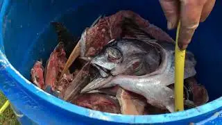 Fish emulsion