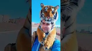 Tiger Hugs Human: Most Heartwarming AI Moment 🐯