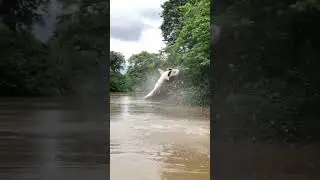 Very big fish #video #fishing #fish #comedyvideos #grass #funnyshorts #grasscutting