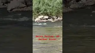 Wilson Canyon ~ Walker River ~ Smith Valley, Nevada 🇺🇸 | Christophe
