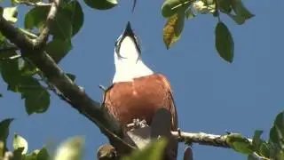 Three- wattled Bellbird- A Loud ''Bonk'' in the Treetops
