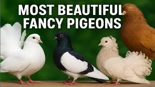 Most beautiful fancy pigeons, fancy pigeons shook 