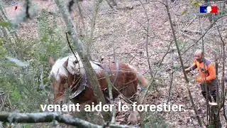 Débardage à cheval