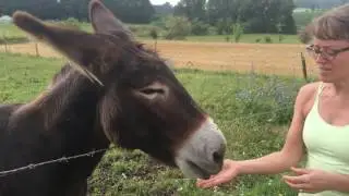 Ulysees, the only talking donkey in La Charente!