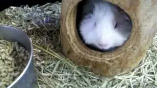 Guinny Pigs That Wanna Be Famous