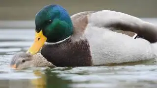 Mallard mating