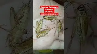 Сверчки Домовые Барнаул кормовые насекомые корм для эублефара ежей стрижей ящериц черепах