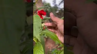 Explosive Seed Pods: Watch Busy Lizzie Seeds Burst in Action | Nature&rsquo;s Seed Dispersal Magic