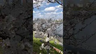 Must visit place in Tokyo during spring 🌸