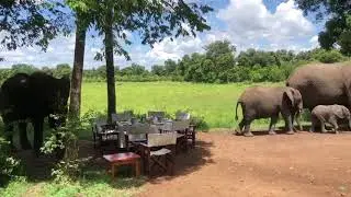 Lunch with elephants at Little Governors' Camp