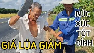 GIÁ LÚA GIẢM SÂU CHỦ RUỘNG BỨC XÚC TỘT ĐỈNH #927| Giải Trí Miền Tây