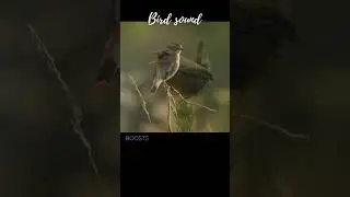 Bird Sound | Chee NJ  #birds #wildlife #birdsounds #birdsounds #relaxing  #nature