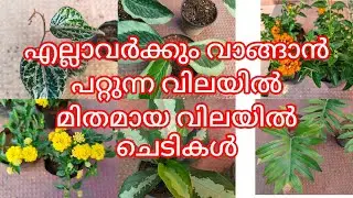 More plants at low price /Low cost plants sale video / ph9446493216 💐💐💐