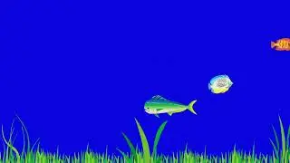 Free Green Screen Fish Animation | Swimming Fish on Blue Screen Background