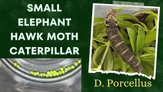 The Small Elephant Hawk moth, D. Porcelllus