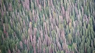 Bark beetle outbreak expands in Colorado