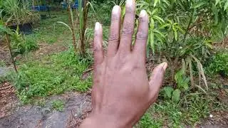 Ice cream mango in pots vs in ground🚚