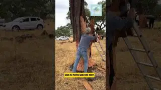 Why This Tree Bark is So Valuable 🤔 #youtubeshorts #amazing #facts #tree