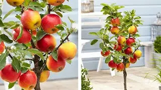 How to Plant Dwarf Patio Apple Trees: Easy Fruit Growing Guide