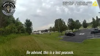 Escaped Pet Peacock Reunited With Family at Lisbon Post